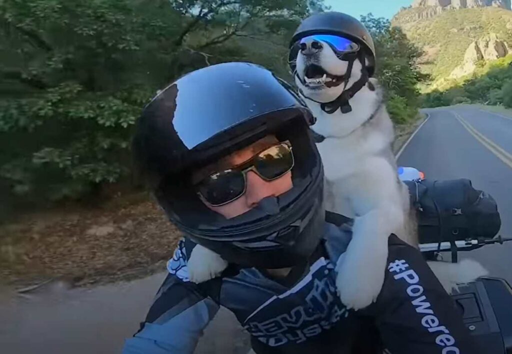 Pes na motorke