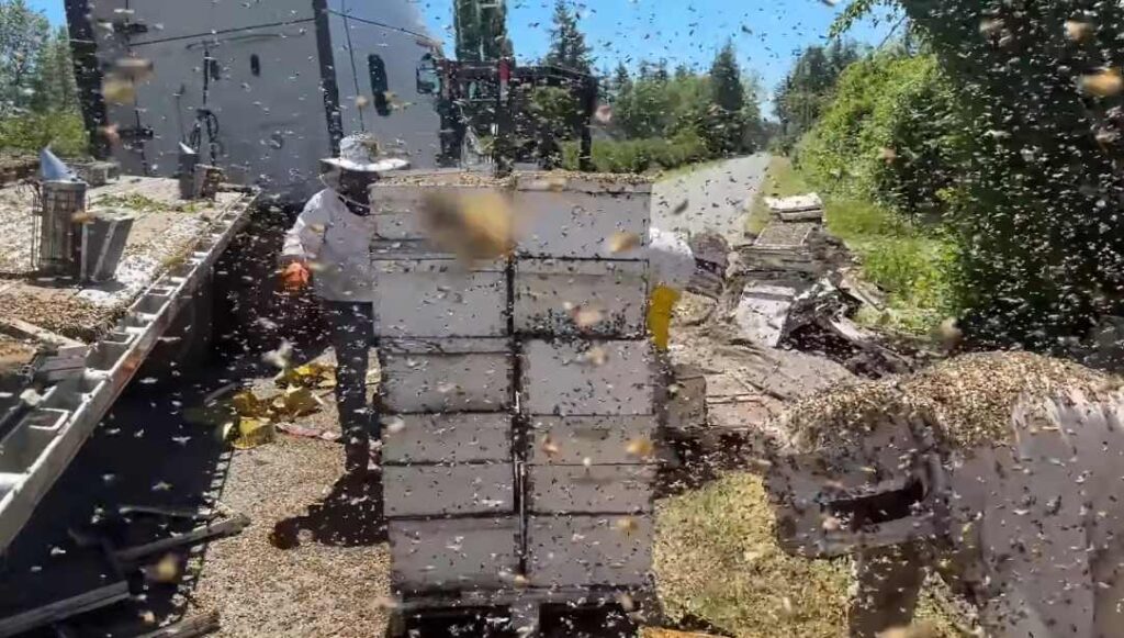 Včely na ceste
