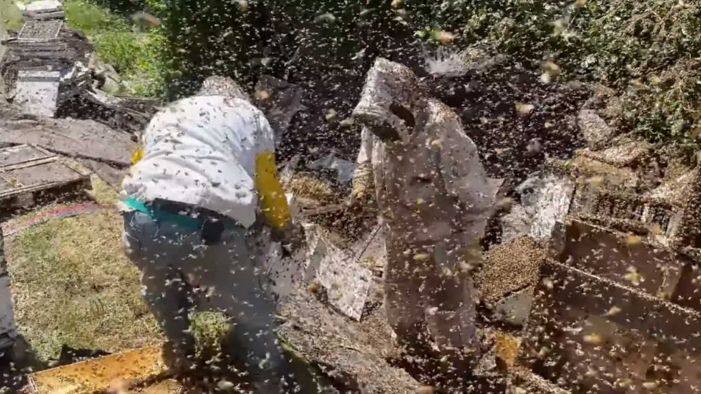 Včely na ceste