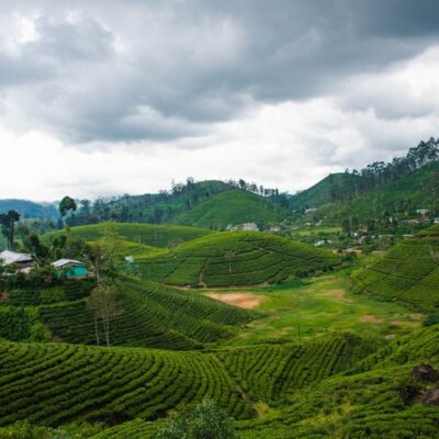 čajové plantáže na Srí Lanke