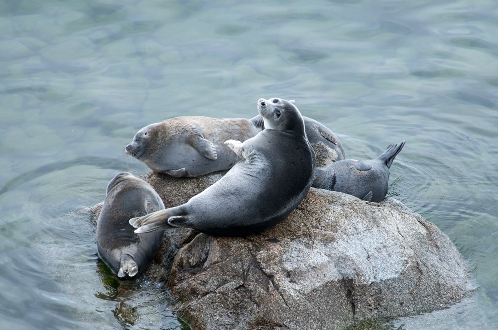 sladkovodny tuleň ,Baikal,Seal,Nerpa
