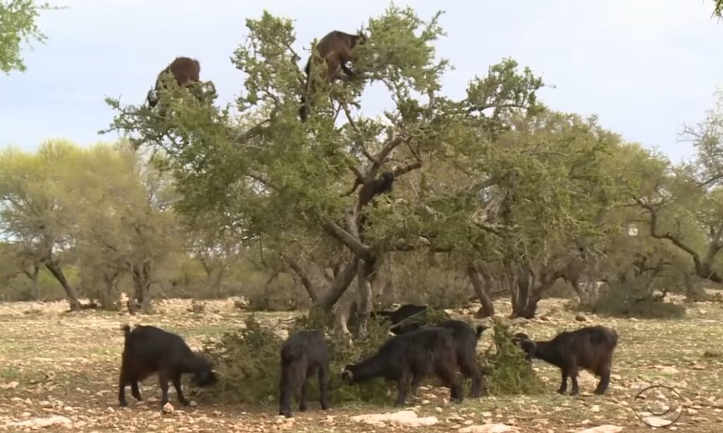 Kozy na arganových stromoch. Bizarné divadlo, ktoré môžete zažiť len v Maroku.