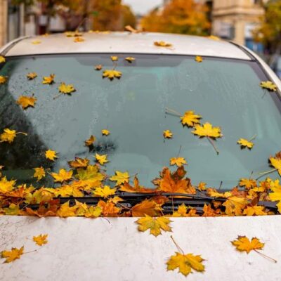 Listy zo stromu na aute