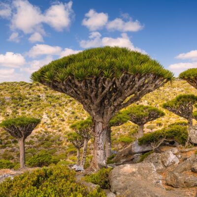 Dračia krv je najznámejším symbolom Socotry. Strom v tvare dáždnika vylučuje červenú živicu, ktorú po stáročia používali ako liek a farbivo.