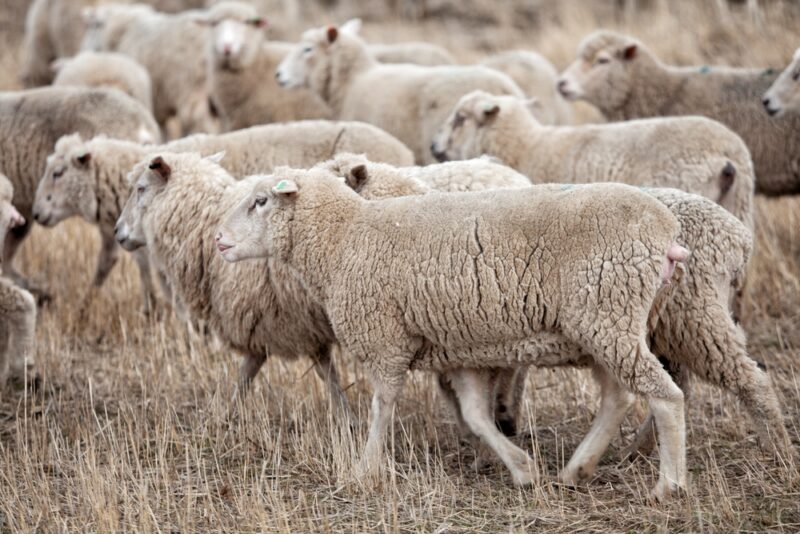 Austrália má viac oviec než ľudí – na každého Austrálčana pripadajú takmer tri ovce. Krajina je jedným z najväčších producentov vlny na svete.