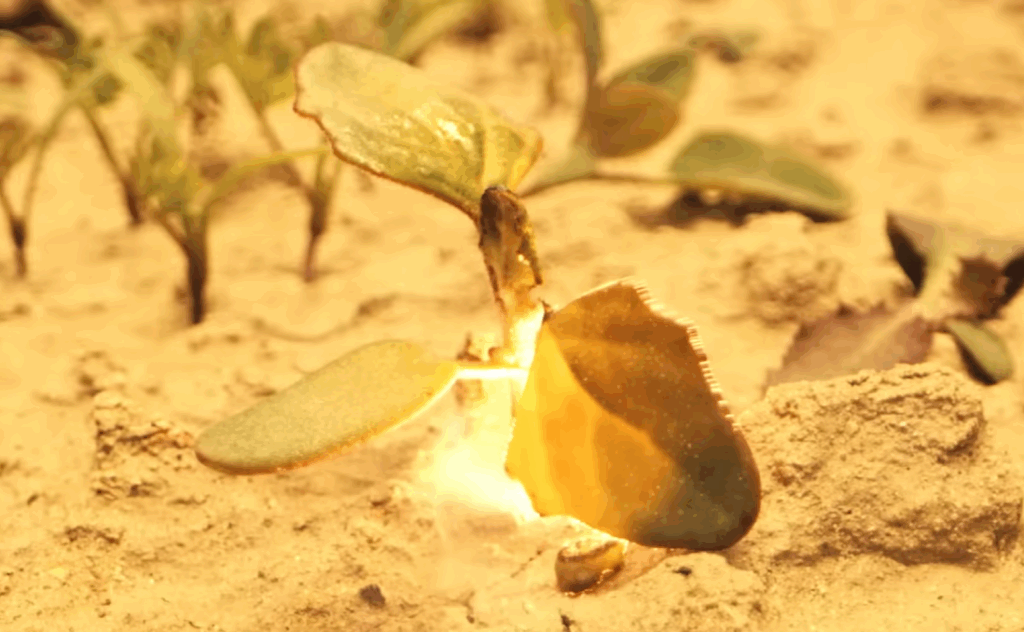 Laserová technológia eliminuje potrebu herbicídov a znižuje náklady o 80 percent. Investícia milión dolárov sa farmárom vráti do troch rokov.