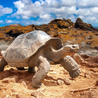 Galapágy inšpirovali Darwina k teórii evolúcie. Obrovské korytnačky, morské leguány a prísna ochrana. 10 fascinujúcich faktov.