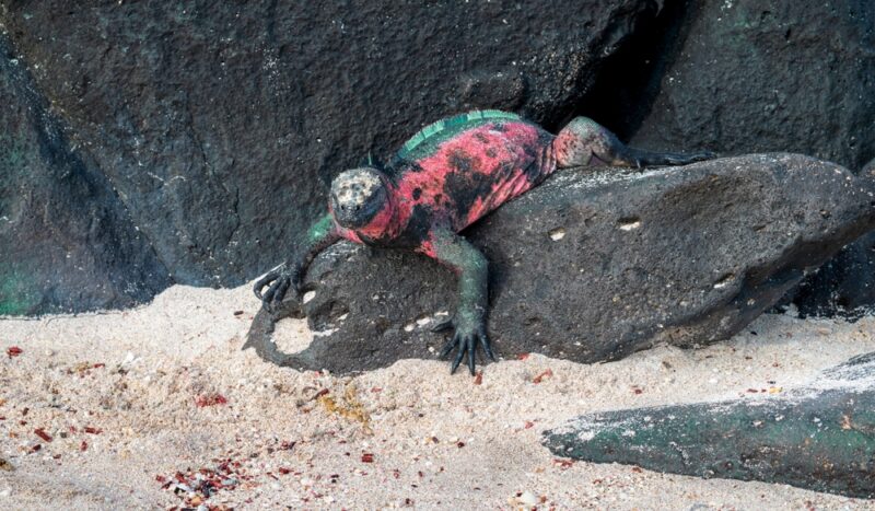 Morské leguány existujú len na Galapágoch. Dokážu sa potápať do hĺbky 12 metrov a živia sa morskými riasami z podmorských skál.